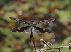 Rhyothemis princeps