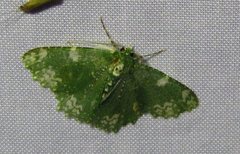 Eucyclodes fascinans