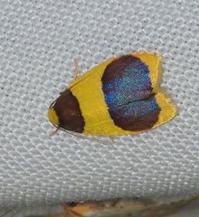 Heterallactis stenochrysa