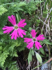 Silene hookeri