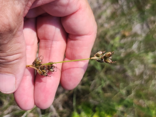 Image of Juncus longistylis by (c) Norma Malinowski, some rights reserved (CC BY)
