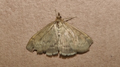 Anania fuscalis