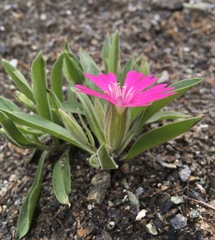 Silene hookeri