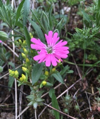 Silene hookeri