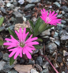 Silene hookeri