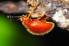 Stenotarsus pisoniae