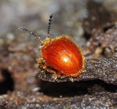 Stenotarsus pisoniae