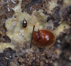 Stenotarsus pisoniae