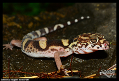 Coleonyx nemoralis
