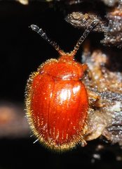 Stenotarsus pisoniae