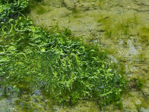 Ulva intestinalis