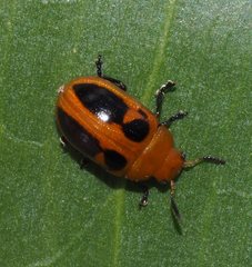 Calomela crassicornis