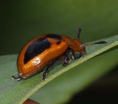 Calomela crassicornis