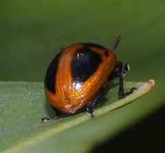Calomela crassicornis