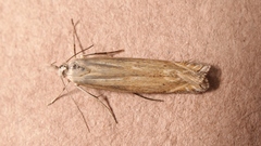 Isophrictis striatella