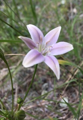 Triteleia bridgesii
