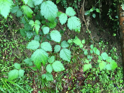Rubus mesogaeus iNat (1)