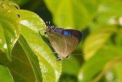 Hypolycaena phorbas