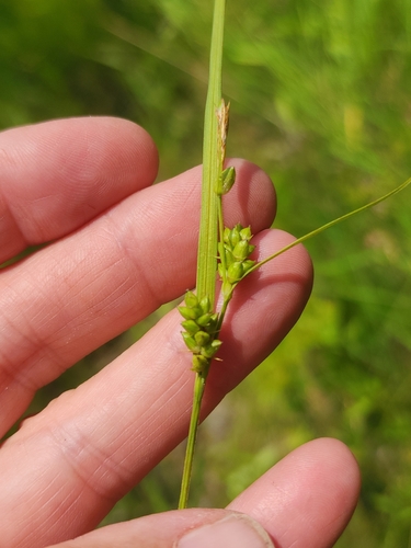 Image of Carex conoidea by (c) Norma Malinowski, some rights reserved (CC BY)