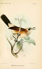 Bare-Cheeked Babbler photo 2