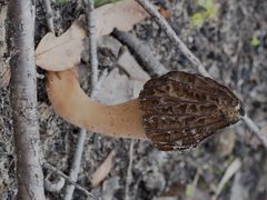 Morchella australiana