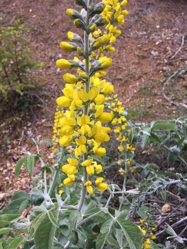 showy goldenbanner (Thermopsis robusta)
