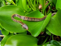 Coelognathus flavolineatus