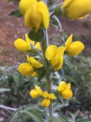 Thermopsis robusta
