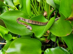 Coelognathus flavolineatus