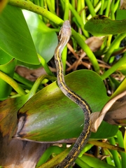 Coelognathus flavolineatus
