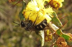 Lasioglossum calophyllae