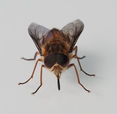 Scaptia jacksonii