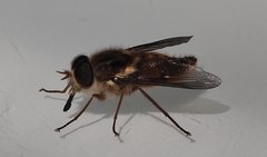 Scaptia jacksonii