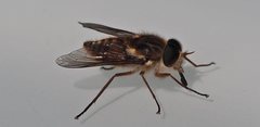 Scaptia jacksonii