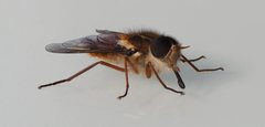 Scaptia jacksonii