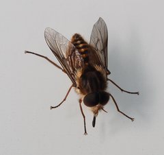 Scaptia jacksonii