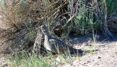 Centrocercus urophasianus