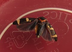 Eurymeloides pulchra