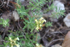 Teucrium montanum
