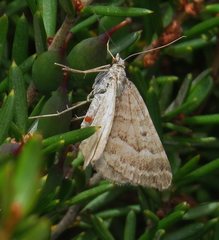 Chrysolarentia nephodes