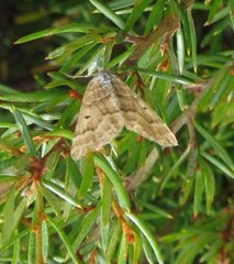 Chrysolarentia nephodes