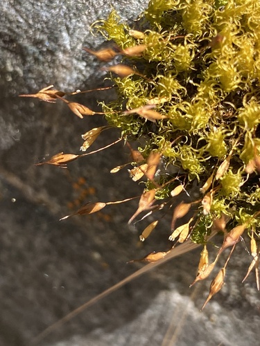 Ptychomitrium gardneri observed 2024-07-09