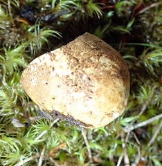 Scleroderma flavidum macrosporum