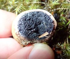 Scleroderma flavidum macrosporum