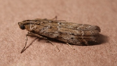 Delplanqueia dilutella