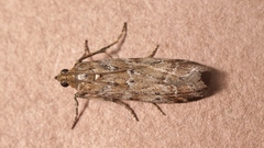 Delplanqueia dilutella