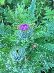 Cirsium brevistylum