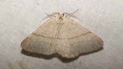 Adactylotis gesticularia