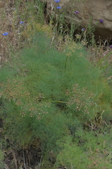 Lomatium klickitatense