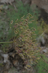 Lomatium klickitatense